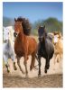 Gumismappa A/4 Pol-Mak Horses OG-760 10db/csomag