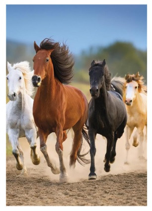 Gumismappa A/4 Pol-Mak Horses OG-760 10db/csomag