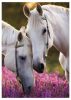 Gumismappa A/4 Pol-Mak Horses OG-760 10db/csomag