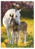Gumismappa A/4 Pol-Mak Horses OG-760 10db/csomag